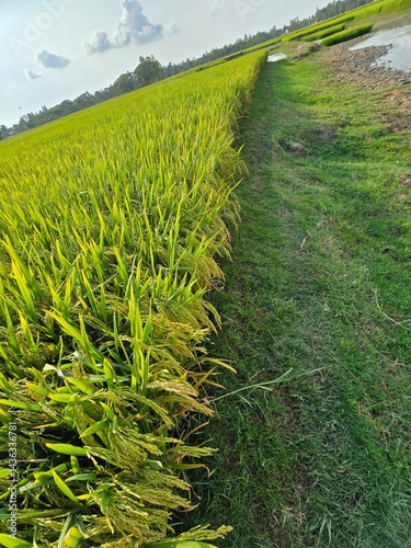 Lush green rice paddy fields under sunlight, showcasing agricultural beauty, a Vast green rice field under a clear blue sky, Lush green rice paddy fields under sunlight, showcasing agricultural beauty