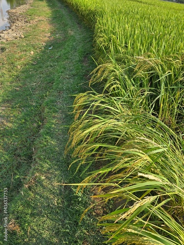 Lush green rice paddy fields under sunlight, showcasing agricultural beauty, a Vast green rice field under a clear blue sky, Lush green rice paddy fields under sunlight, showcasing agricultural beauty