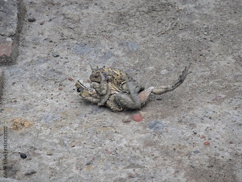 Toads Mating on a Concrete Surface