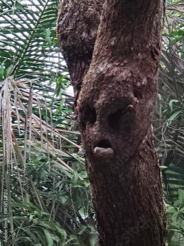 Hilarious face made by tree, Tree Trunk with Hollow and Nesting Area