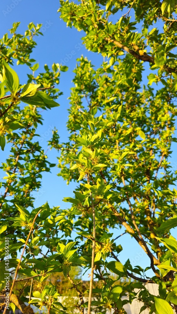 Close-up of a plant