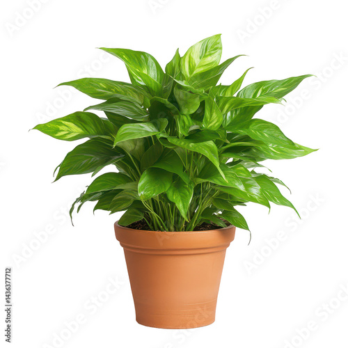 Wallpaper Mural Lush Green Spathiphyllum in Pot: A vibrant, healthy spathiphyllum, its glossy, emerald leaves cascading gracefully, fills a rustic terracotta pot. Torontodigital.ca