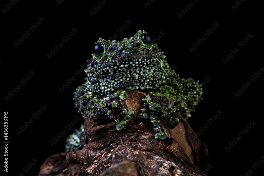Vietnamese mossy frog on a wood, moss tree frog isolated on black background