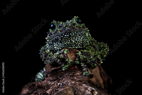 Vietnamese mossy frog on a wood, moss tree frog isolated on black background