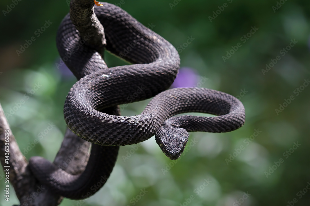 mangrove pit viper on a branch, Trimeresurus purpureomaculatus