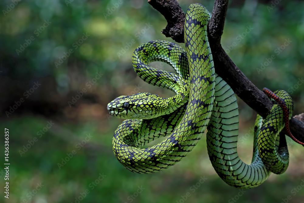 Sumatra pit viper on a branch, Trimeresurus sumatranus