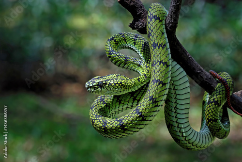 Obraz na płótnie Sumatra pit viper on a branch, Trimeresurus sumatranus w salonie