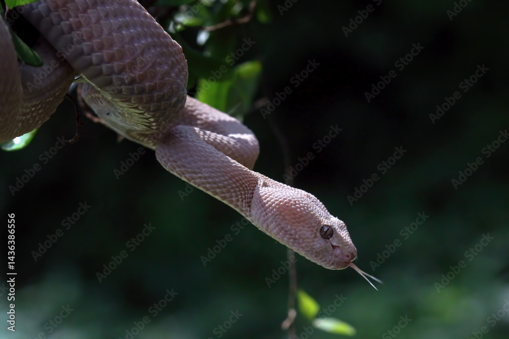 Trimeresurus purpureomaculatus on branch, Mangrove pit viper