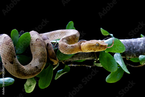 Trimeresurus Puniceus Pit viper on a branch. Yellow flat-nosed viper Craspedocephalus, bandotan pohon