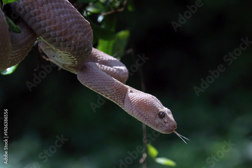 Obraz na płótnie Trimeresurus purpureomaculatus on branch, Mangrove pit viper w salonie