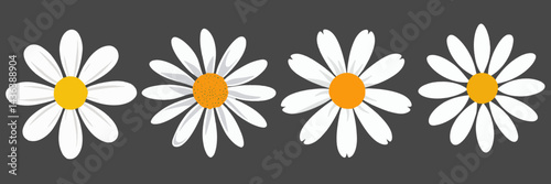 White daisies flower vector illustration simple flat art design cute on transparent background.