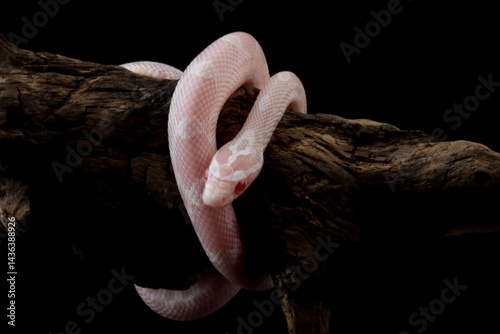 Corn snake on wood isolated on black background, baby red rat snake (Pantherophis guttatus)