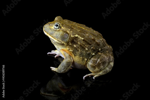 Close-up of a African giant bullfrog isolated on black (Pyxicephalus adspersus)