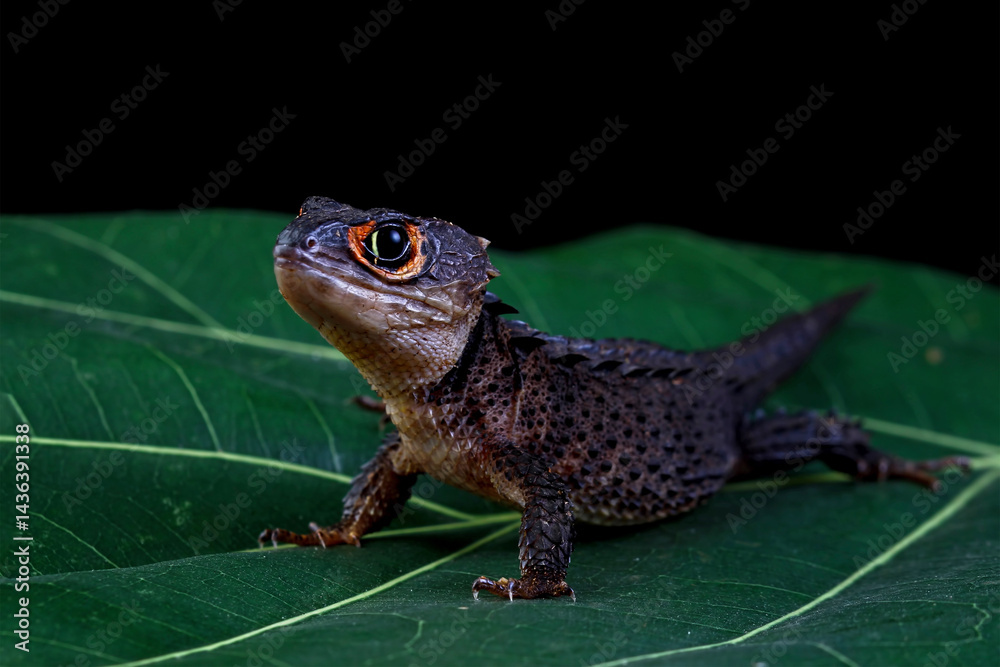 Red-eye crocodile skink on a leaves, Tribolonotus gracilis isolated on black background