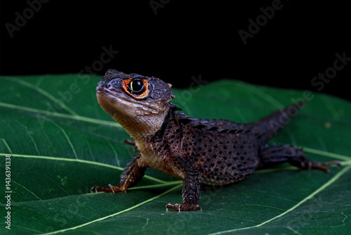 Obraz na płótnie Red-eye crocodile skink on a leaves, Tribolonotus gracilis isolated on black background w salonie