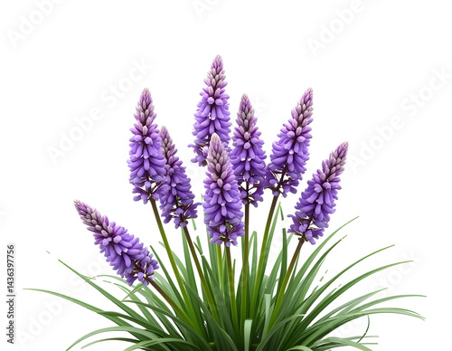 Top view of Liriope Muscari plant with purple flower - Lily Turf isolated on white background 

