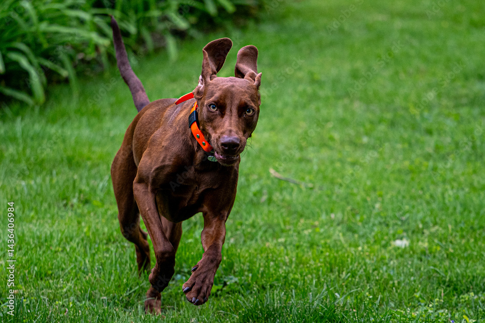 dog on grass dog on grass