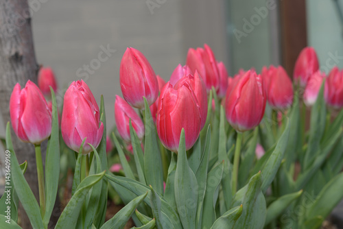 flowering pink tulips outdoors