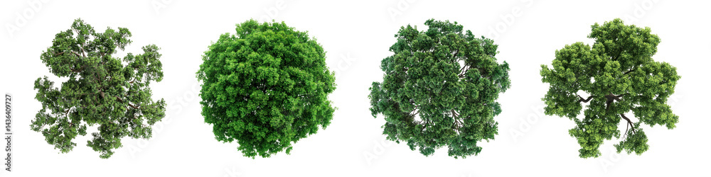 Fototapeta premium PNG Lush green tree tops, element set on transparent background