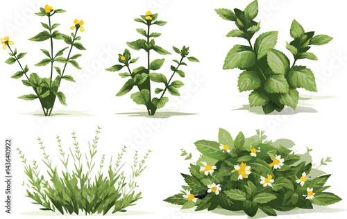 Watercolor botanical illustration of diverse plant specimens with green leaves and yellow flowers in a delicate vintage style on white background