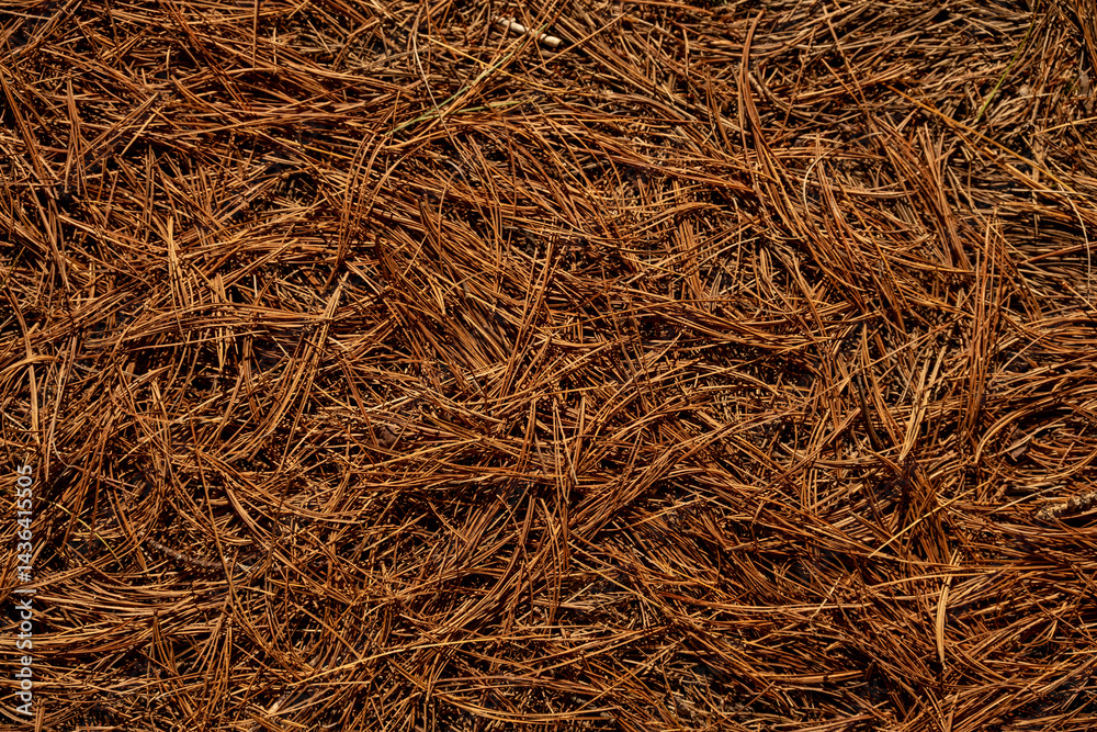 Ground Texture Of Brown Pine Needles Cover The Ground