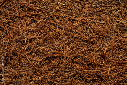 Obraz na płótnie Ground Texture Of Brown Pine Needles Cover The Ground w salonie