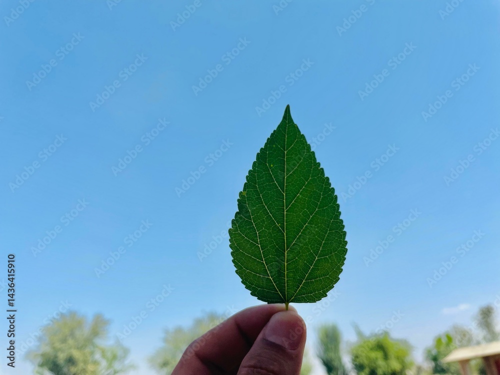 Green Leaf Against the Clear Sky Green Leaf Against the Clear Sky