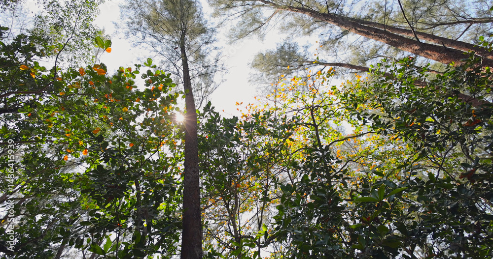 Fototapeta premium Sunlit forest canopy, tall trees, vibrant green foliage, clear sky, peaceful nature scene.