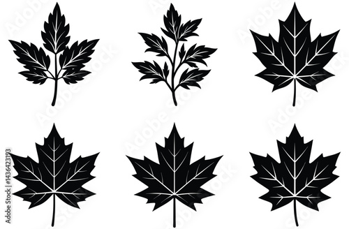 A vector set of colorful autumn maple leaves illustrates the fall season's natural beauty