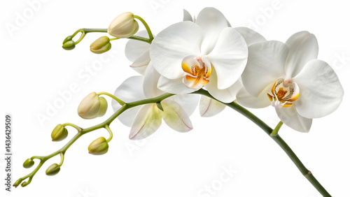 elegant white phalaenopsis orchids on white background