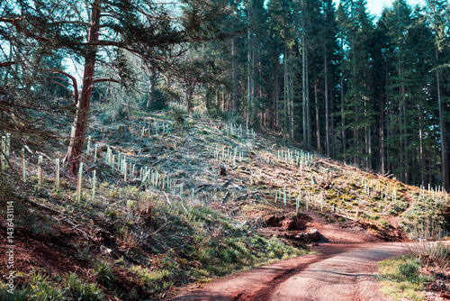 Foto Newly planted trees in a managed forest placed in protective tubes