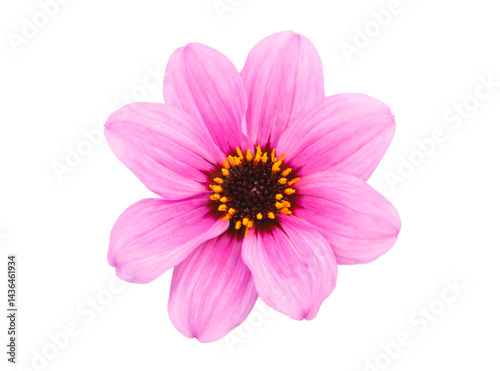 Top view of beautiful purple cosmos flower isolated cutout in transparent background.