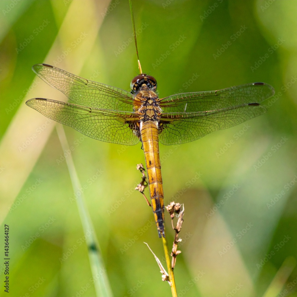 dragonfly in the park, in summer, close up dragonfly in the park, in summer, close up