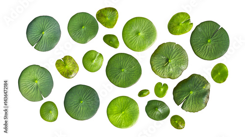 Botanical illustration, lily pads, top view, circular leaves, various sizes, shades of green, white background