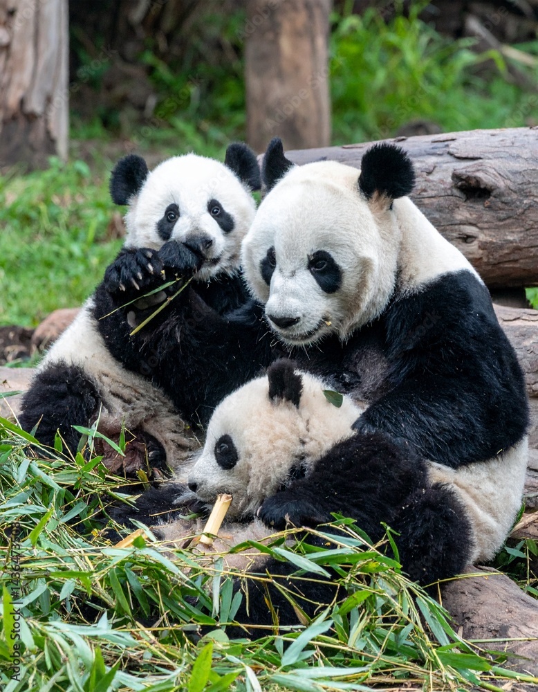 Panda family 