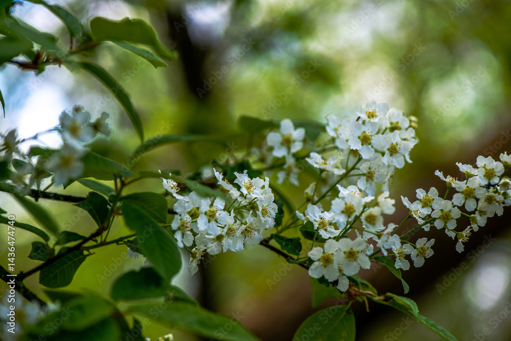 Naklejka premium Delicate White Spring Blossoms in Bloom