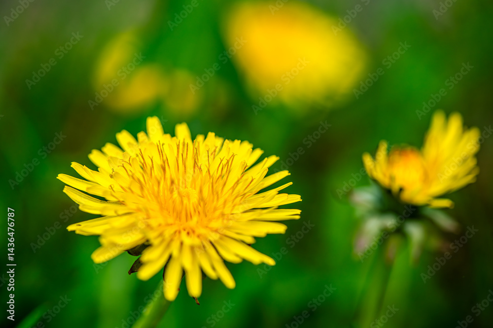 Macro Details of Dandelion Blossoms Macro Details of Dandelion Blossoms