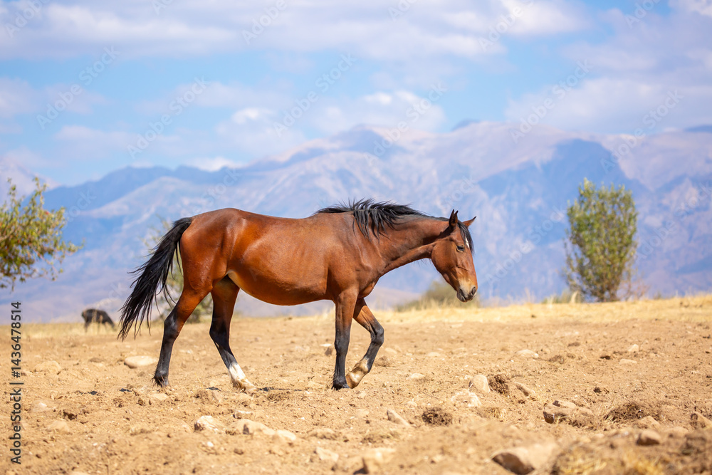 A herd of horses graze in the meadow in summer, eat grass, walk and frolic. Pregnant horses and foals, livestock breeding concept. A herd of horses graze in the meadow in summer, eat grass, walk and frolic. Pregnant horses and foals, livestock breeding concept.