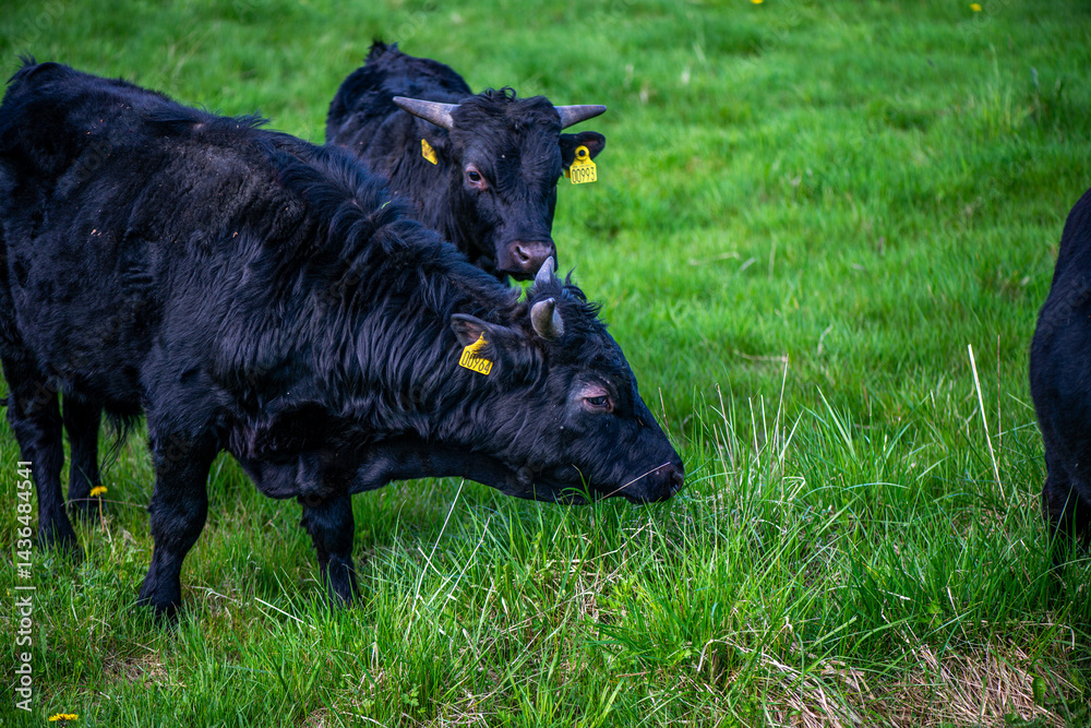 Fototapeta premium Black Bulls Grazing Peacefully on Green Grass