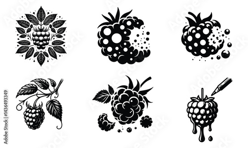 Raspberry Fruit Icon Set - Botanical Vintage Vector Art