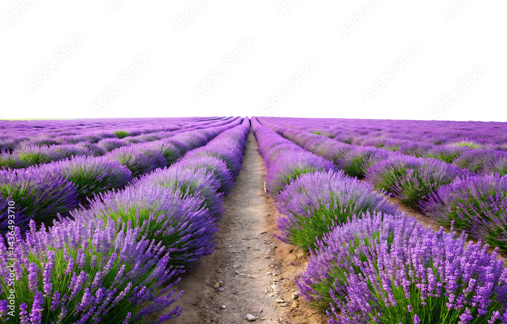 Obraz premium blooming lavender field creating a path isolated on white background PNG