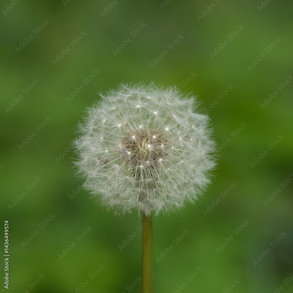 Obraz premium Pusteblume