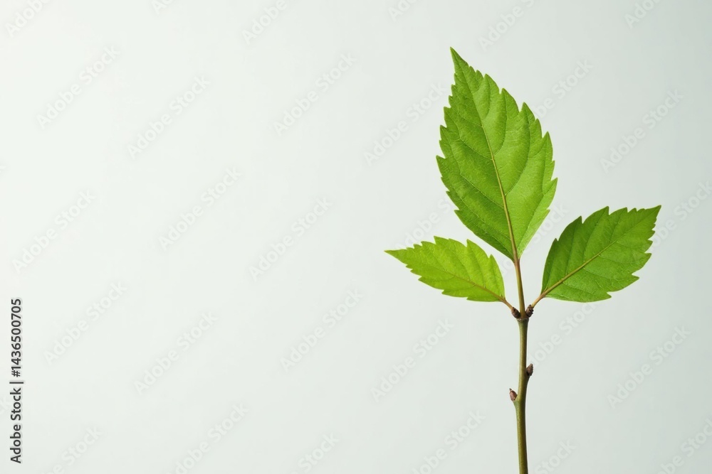 Fototapeta premium Single, delicate sapling against pure white backdrop , sapling, spring