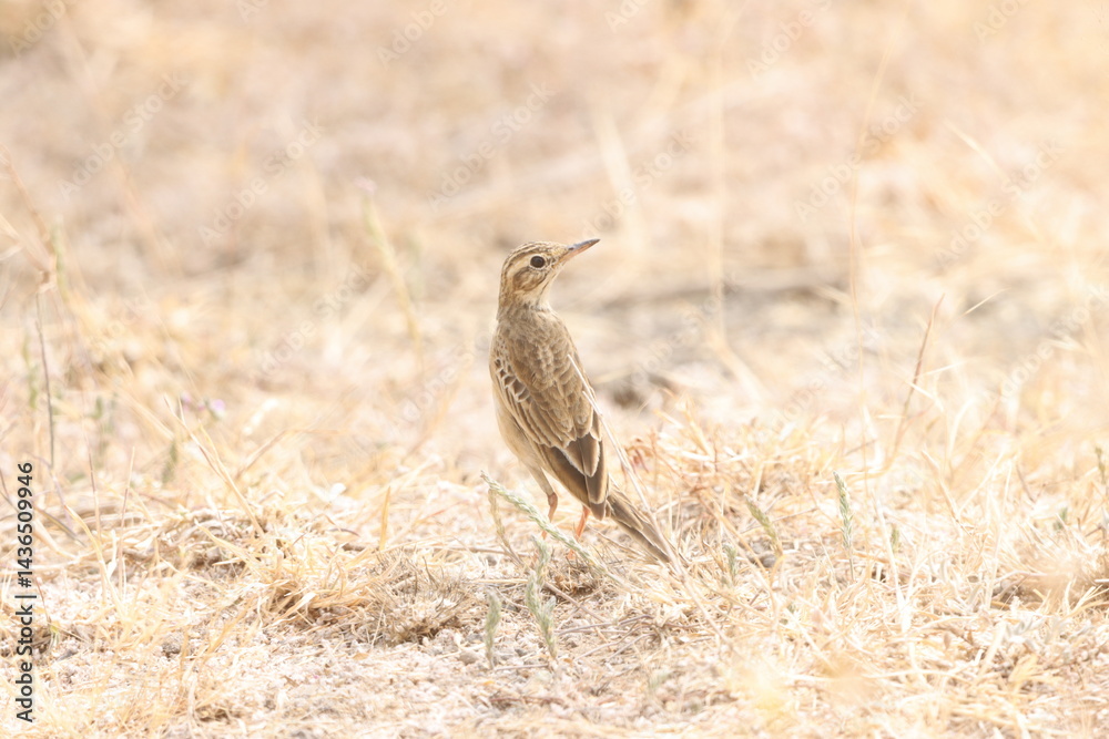 Obraz premium This beautiful image features the Paddyfield Pipit, a small, slender bird commonly seen in open fields, grasslands, and farmlands. With its earthy brown plumage, streaked underparts, and delicate move