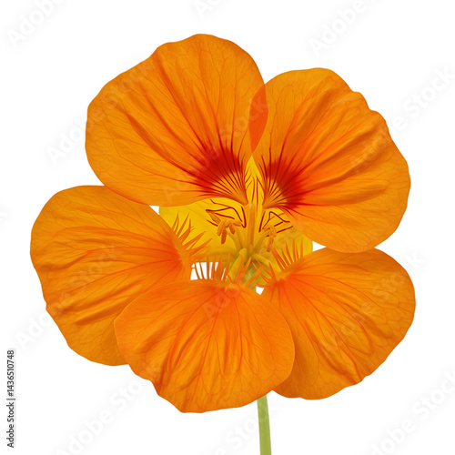 Vibrant Nasturtium Bloom at transparent background