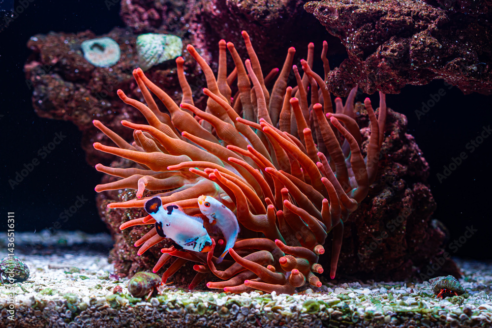 Obraz premium Anemone Rainbow Bubble Tip in Reef Tank with Clownfish