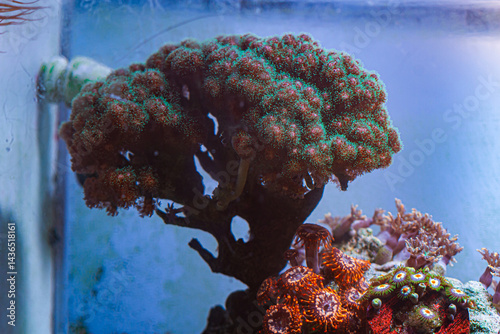 Coral SPS Pocillopora Green damicornis in Reef Tank photo