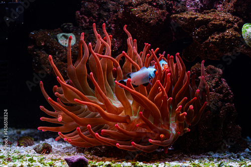 Konstfotografi Anemone Rainbow Bubble Tip in Reef Tank with Clownfish