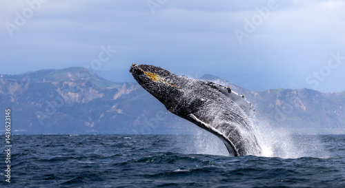 humpback whale in the sea, whale breaching, Santa Barbara 