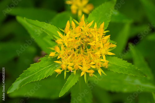 Medicinal plant Golden root, Rhodiola rosea. The fat family. 
Rhodiola rosea in the form of tea is used to relieve fatigue, overwork, to increase efficiency and endurance.